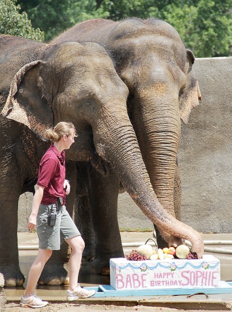 Niabi Zoo elephants